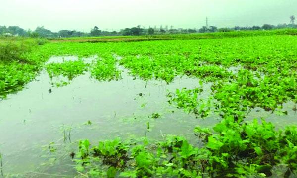 টানা বৃষ্টিতে দোহারে জমিতে পানি জমে ফসলের ক্ষতি