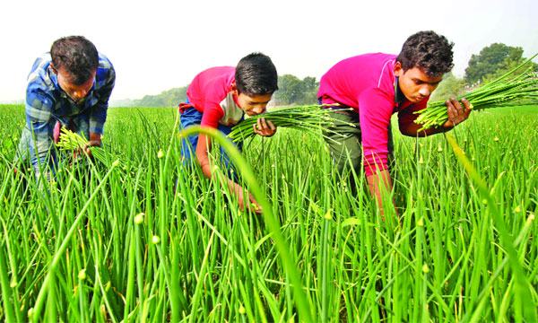 পেঁয়াজসহ নিত্যপণ্যের কৃত্রিম সঙ্কট সৃষ্টিকারীদের শাস্তি দাবি