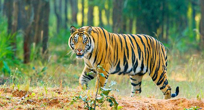 কয়রায় বাঘের আনাগোনায় আতঙ্কে স্থানীয়রা