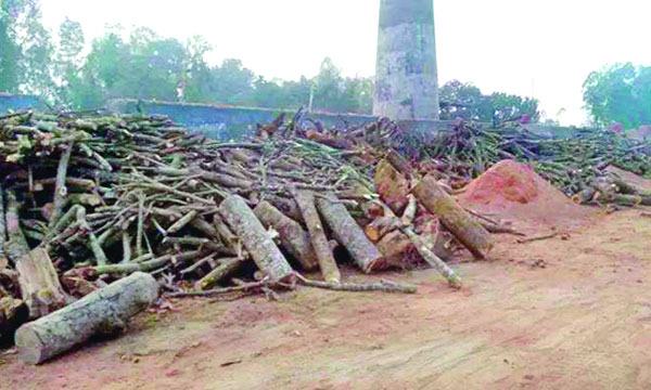ঘাটাইলে বনের কাঠ যাচ্ছে ইটভাটায়