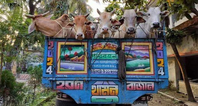 চকরিয়ায় ট্রাকভর্তি মায়ানমারের ২০টি চোরাই গরু উদ্ধার, আটক ৩