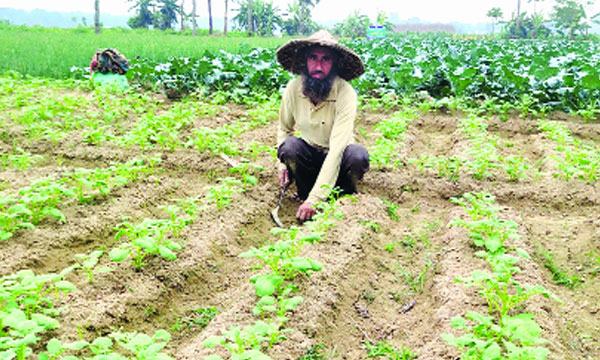চৌগাছায় বেড়েছে আলুর আবাদ : ক্ষেত পরিচর্যায় ব্যস্ততা