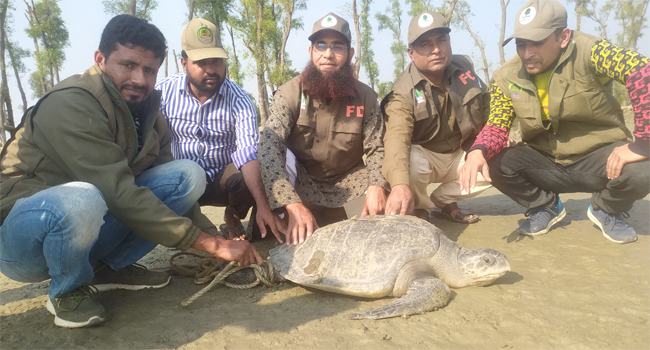 মনপুরায় ৬০ কেজি ওজনের কচ্ছপ উদ্ধার, মেঘনায় অবমুক্ত