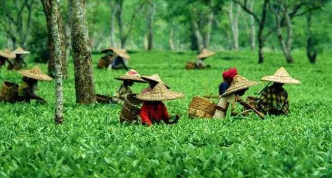 ১১ মাসে চা উৎপাদন ছাড়াল সাড়ে ৯ কোটি কেজি