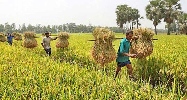 উচ্চ সুদের ঘানি টানতে হচ্ছে কৃষকদের