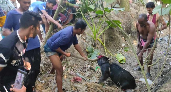 শরণখোলার লোকালয় থেকে উদ্ধার বন্য শূকর সুন্দরবনে অবমুক্ত