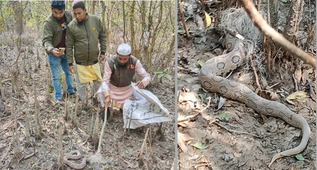 মনপুরায় ভয়ংকর বিষধর রাসেল ভাইপার সাপ উদ্ধার