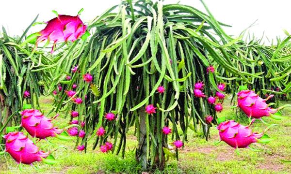 পিতাহায়া ফল