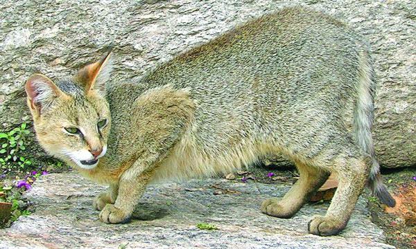 বনবিড়ালের কথা