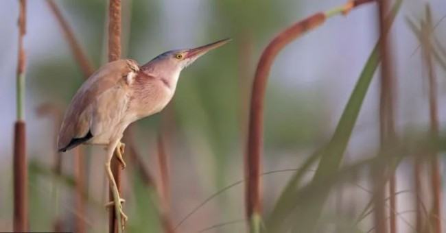বাংলাদেশে বুনো পাখি শিকার করা হয় কেন