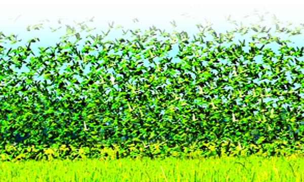 টিয়া পাখির রাজ্য