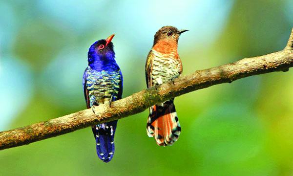 বেগুনি কোকিল কী