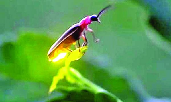 জোনাকির আলো জ¦লে আর নেভে