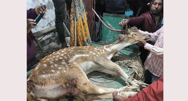 পাথরঘাটায় অসুস্থ্য অবস্থায় নদী থেকে হরিণ উদ্ধার
