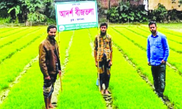 হোসেনপুরে বীজ সাশ্রয়ী কমিউনিটি বীজতলায় কৃষকদের ব্যাপক সাড়া