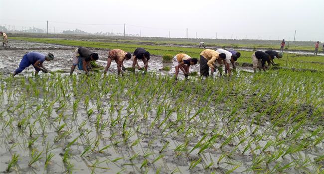 তীব্র শীত উপেক্ষা করে চাষাবাদে ব্যস্ত কৃষক