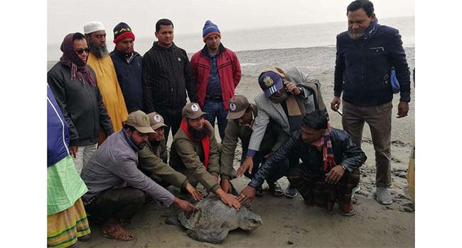 ভোলার মনপুরায় বিপন্ন প্রজাতির কাছিম উদ্ধার