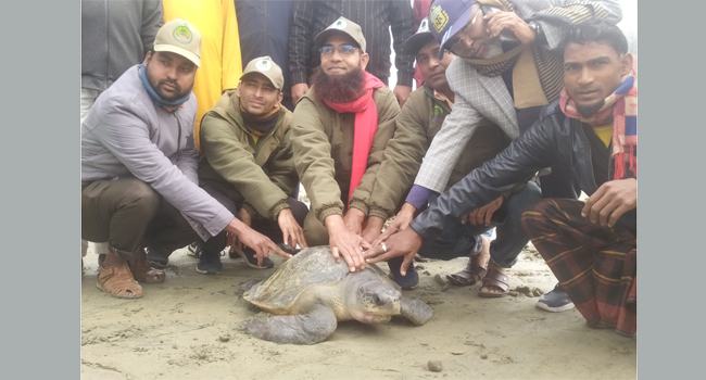 মনপুরায় ১৮ দিন পর বিরল প্রজাতির ৪০ কেজি ওজনের কচ্ছপ উদ্ধার