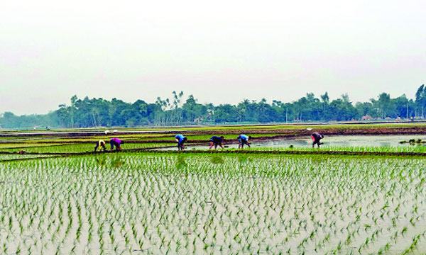 চৌগাছায় ইরি-বোরো ধান আবাদ খরচ নিয়ে বিপাকে কৃষক