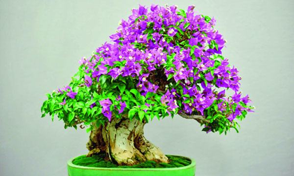 বনসাই