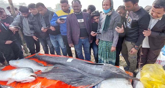 কালীগঞ্জে জামাই মেলায় ৭৩ কেজি পাখি মাছের দাম লাখ টাকা