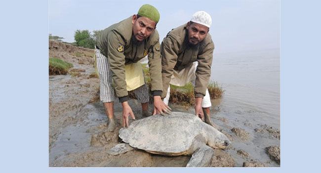 ভোলায় বিশাল আকারের বিরল প্রজাতির কাছিম উদ্ধার