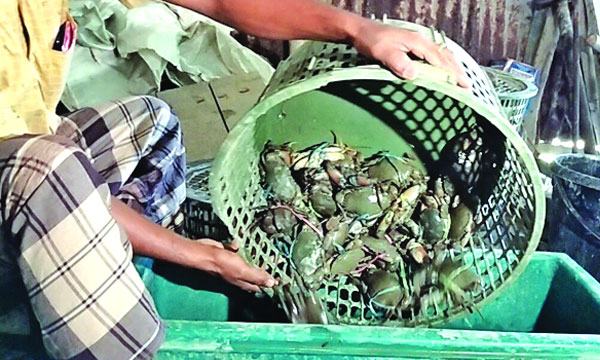 ভোলার কাঁকড়া যাচ্ছে বিদেশে