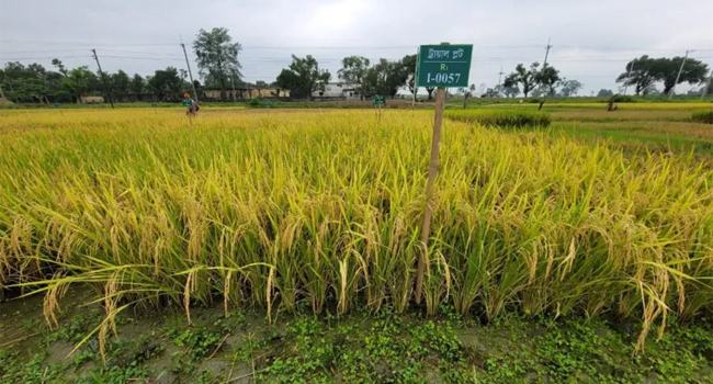 প্রোটিন সমৃদ্ধ চালে কি মাছ-গোশতের পুষ্টি মিটবে?