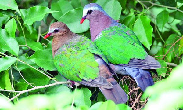 পাখির নাম বাঁশঘুঘু