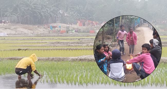 কেন এত কুয়াশা পঞ্চগড়ে