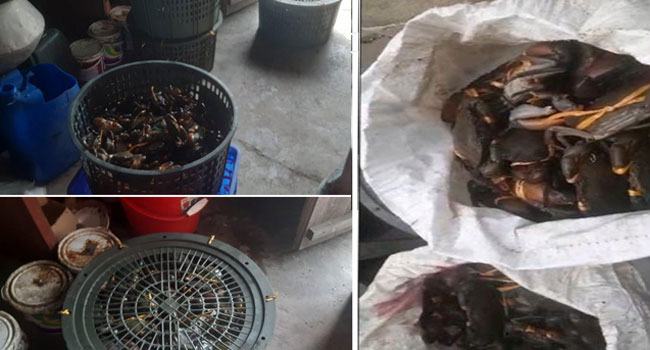শরণখোলায় বিপুল পরিমাণে কাঁকড়া জব্দ