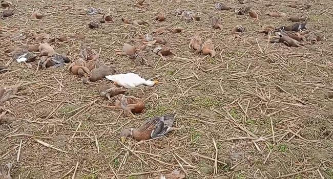 দুর্বৃত্তদের বিষে মরলো খামারির ৭০০ হাঁস