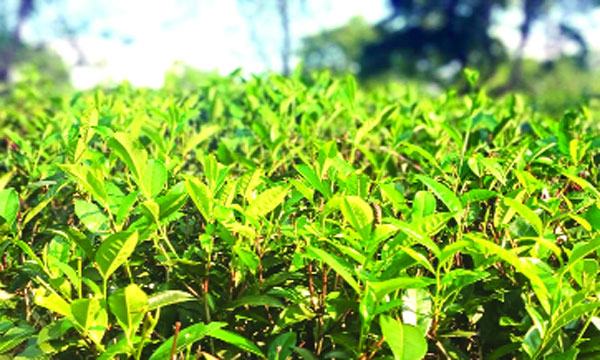 লক্ষ্যমাত্রা ছাড়িয়ে ১০২.৯২ মিলিয়ন কেজি চা উৎপাদন