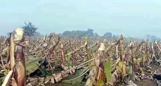 গাংনী ৬ বিঘা জমির কলাগাছ কাটলো দুর্বৃত্তরা
