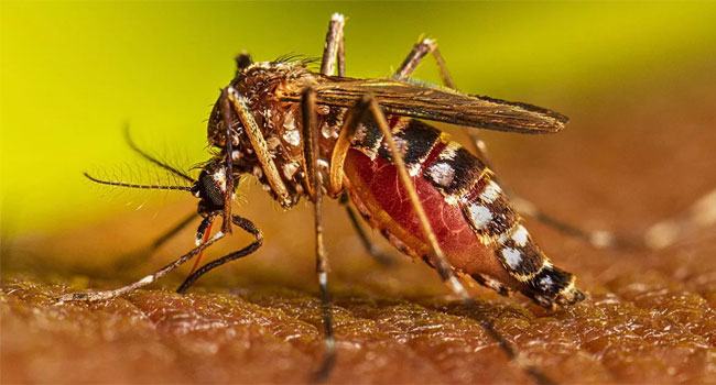 ডেঙ্গুতে আরো ১ জনের মৃত্যু, হাসপাতালে ভর্তি ৩২