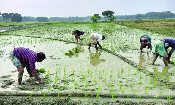শৈলকুপায় ইরি-বোরো আবাদের খরচ নিয়ে বিপাকে কৃষক