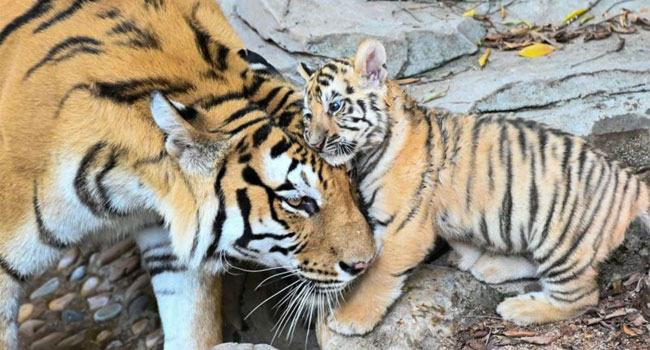 যেসব কারণে সুন্দরবনের বাঘ আলাদা