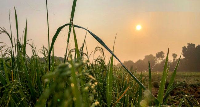 জয়পুরহাটে আজও তাপমাত্রা ৭.৬ ডিগ্রি সেলসিয়াস