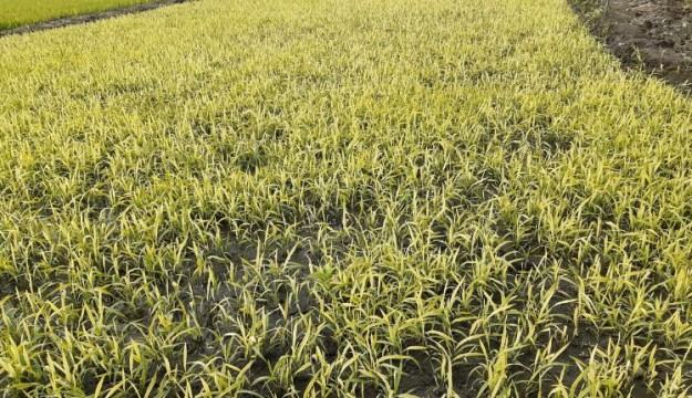 ঠাকুরগাঁওয়ে তীব্র শীতে বোরোর বীজতলা নষ্টের আশঙ্কা