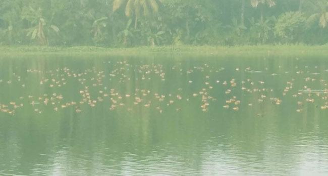 অতিথি পাখির কলকাকলিতে মুখরিত আলমপুর গ্রাম
