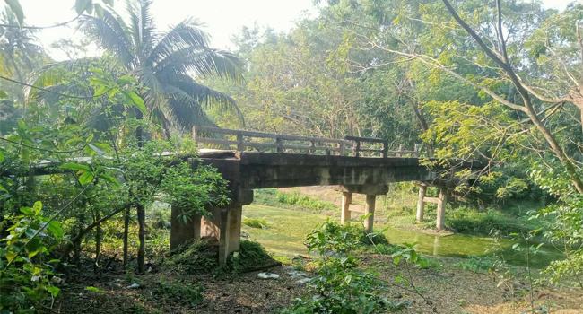 সোনাগাজীতে সংযোগ সড়ক ছাড়াই সেতু : বাঁশ-কাঠের সাঁকোই ভরসা!