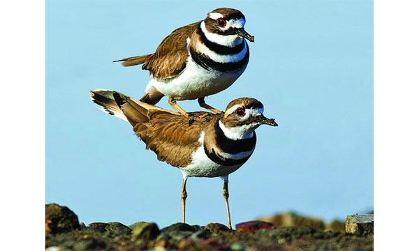 কিলডিয়ার পাখির অভিনয় !
