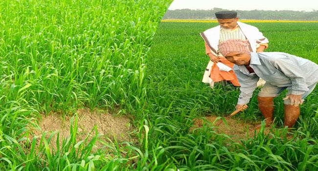 গোয়ালন্দে ইঁদুরের আক্রমণে দিশাহারা গম চাষিরা
