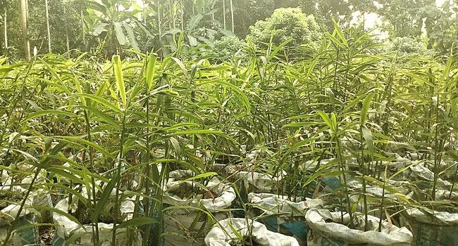 বস্তায় আদা চাষে সফল সরিষাবাড়ীর কৃষক