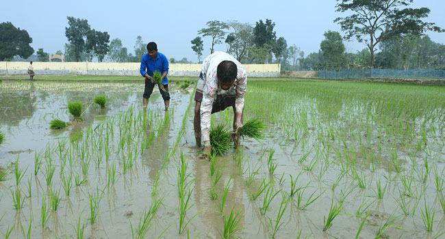 ঘাটাইলে বোরো আবাদে ব্যস্ত কৃষক