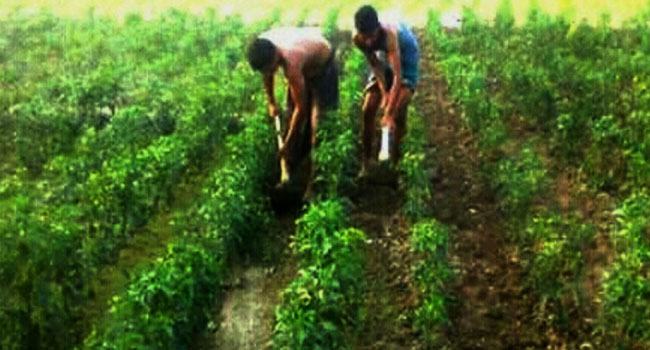 কুয়াকাটা উপকূলে মরিচ চাষে ব্যস্ত কৃষকরা