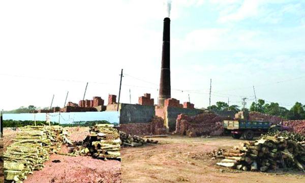 লালমোহনে ইটভাটায় পুড়ছে গাছ হুমকিতে ফসল, গাছপালা
