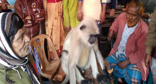 তাড়াশে লোকালয়ে ঘুরছে সাদা হনুমান