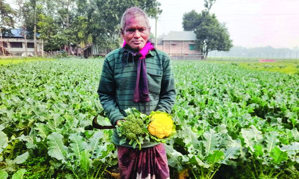 চিরিরবন্দরে রঙিন ফুলকপি চাষে মতিয়ারের বাজিমাত