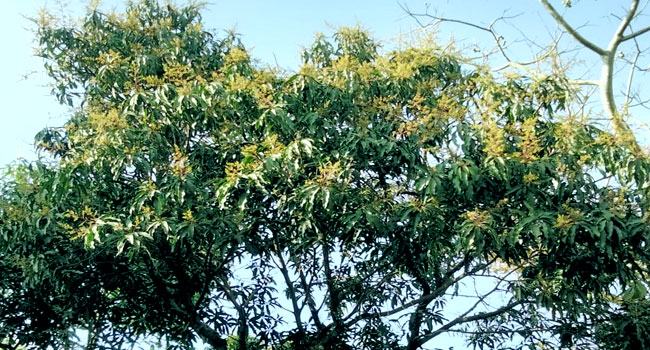 দোয়ারাবাজারে গাছে গাছে শোভা পাচ্ছে আমের মুকুল